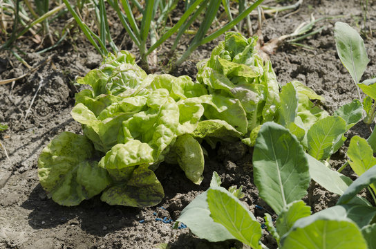 in a bed of lettuce