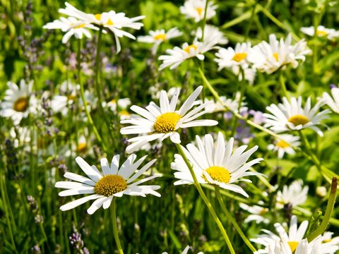 Meadow with blossoming oxeye daisies in summer.