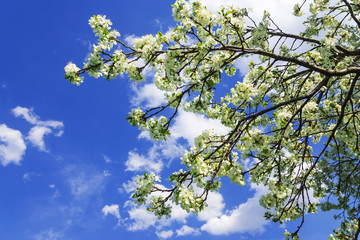 cherry blossoms against the blue sky