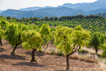 Fototapeta na wymiar Almond trees with Ports de Besseit Mountains in the background