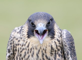 Peregrine falcon.