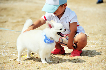 かわいいチワワと子供