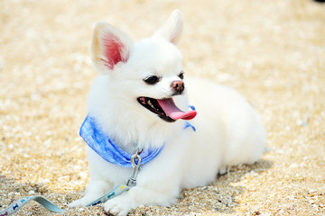 砂浜と白いチワワ