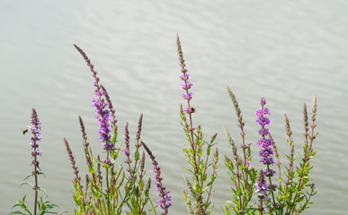 Flowering purple loosestrife at the banks of a stream