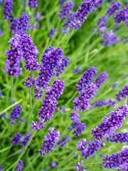 Bed of lavender