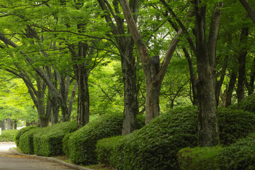 公園の新緑　マイナスイオンの森