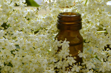 Sambucus Hyld خمان Sambuco 덧나무 Flädersläktet