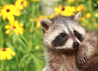 raton dans les fleurs