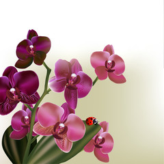 Fototapeta na wymiar Background with vector orchid flowers