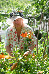 Woman in hat cuts off lily flowers. gardening. 