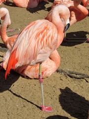 flamant rose