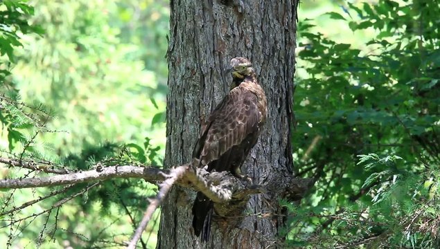 Oriental honey-buzzard (Oriental honey-buzzard) female in Japan