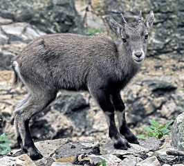 Naklejka premium Alpine ibex kid