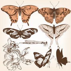 Collection of vector butterflies for design