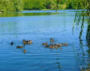 Mother duck with babys