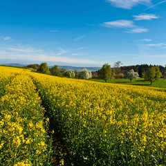 Sloping Meadows