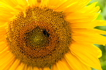 Naklejka premium Sonnenblume