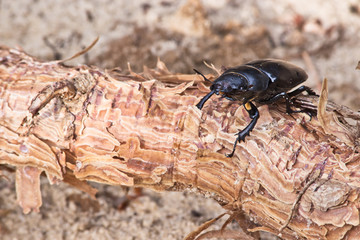 female of beetle