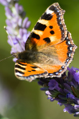 Obraz premium Pfauenauge