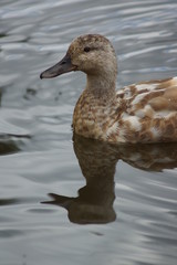 Mallard - Anas platyrhynchos