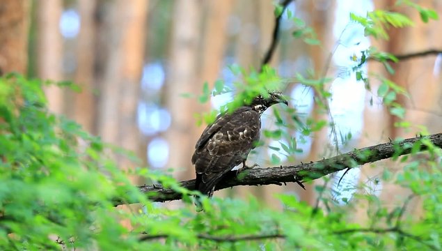 Oriental honey-buzzard (Oriental honey-buzzard) female in Japan