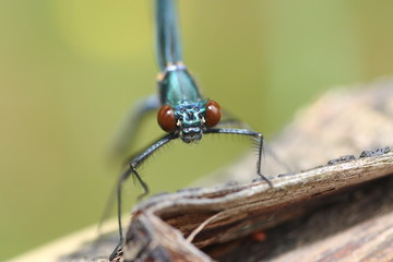 macro libellule sur une branche