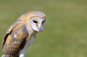 Barn owl.