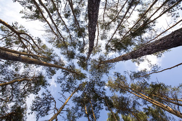 Fototapeta premium trees and sky in summer forest