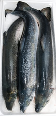 fresh frozen salmon in a plastic box
