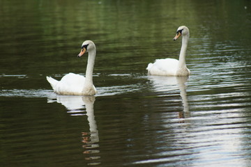 Pair of Mute Swan - Cygnus olor