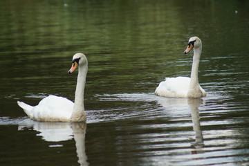 Pair of Mute Swan - Cygnus olor