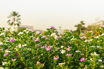 Catharanthus roseus flowers