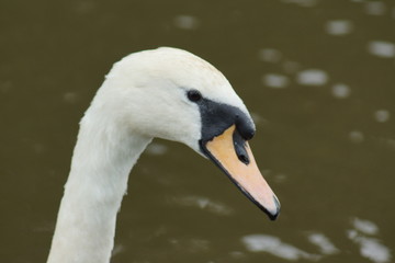 Mute Swan - Cygnus olor