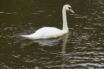 Mute Swan - Cygnus olor