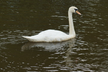 Mute Swan - Cygnus olor