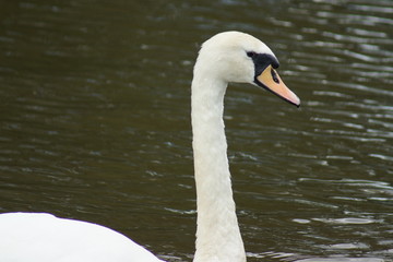 Obraz premium Mute Swan - Cygnus olor