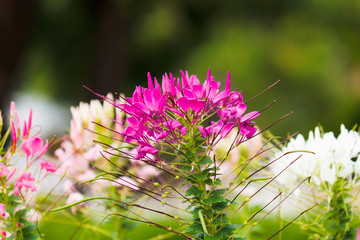 Spider flower