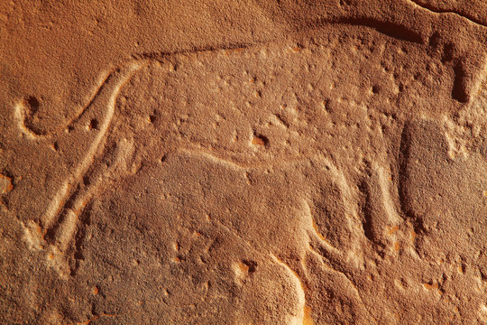 Ancient rock engraving in Sahara Desert