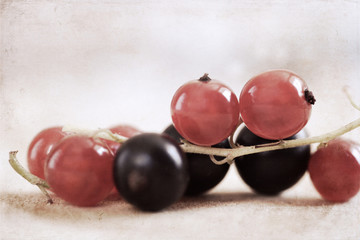 Artwork  in retro  style,  berries