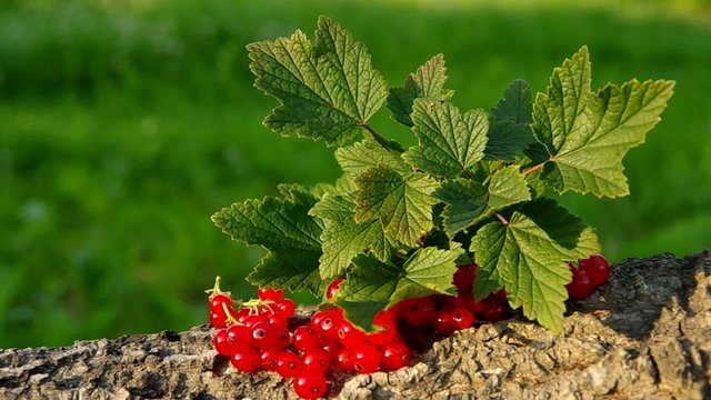 Red currant on a green background
