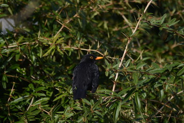 Amsel
