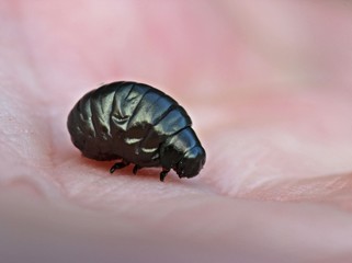 Larve des Kleinen Tatzenkäfers (Timarcha goettingensis)
