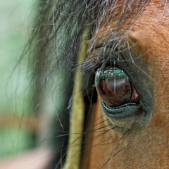 Pferd spiegelt sich im Auge