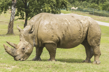 Fototapeta premium rhino in the nature