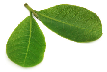 Obraz premium Leaves of Medicinal Terminalia arjuna