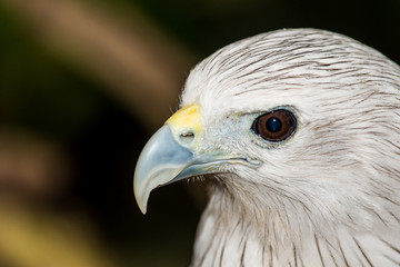 Head Shot of Brahminy Kite