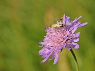 Männliche Langhornmotte (Nemophora metallica) an Witwenblume