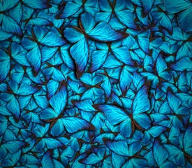Crédence de cuisine en verre imprimé Papillon fond de beau papillon