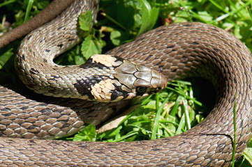 live snake
