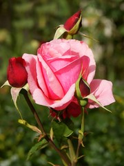 pink rose and buds on ornamental shrub